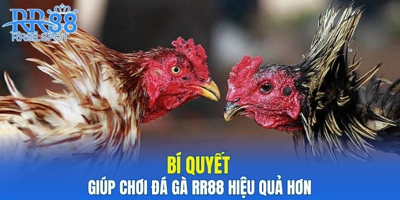 Chia sẻ bí quyết cho người mới giúp chơi đá gà hiệu quả hơn