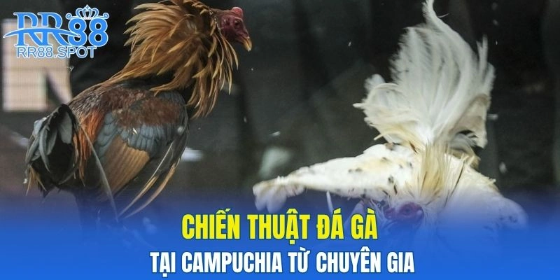 Chiến thuật đá gà tại Campuchia từ chuyên gia