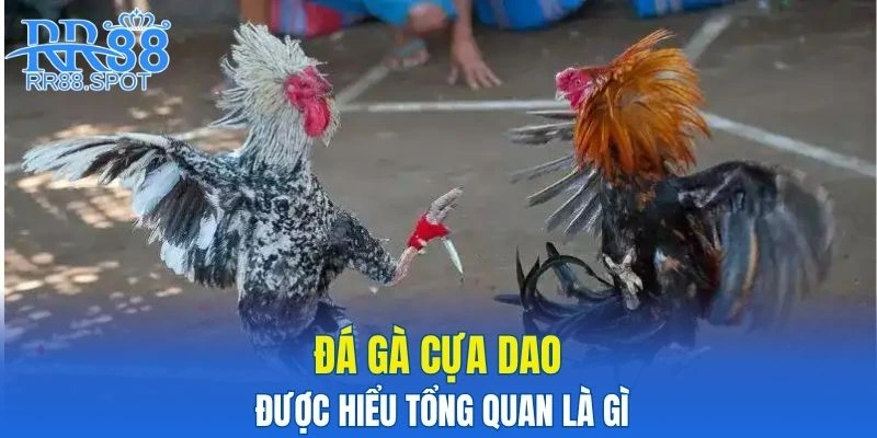 Đá gà cựa dao được hiểu tổng quan là gì