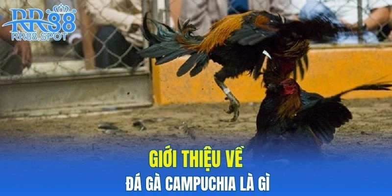 Giới thiệu về đá gà campuchia là gì