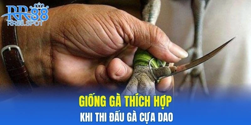 Giống gà thích hợp khi thi đấu gà cựa dao