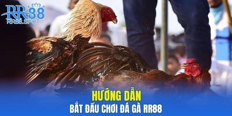 Hướng dẫn chi tiết cho người mới bắt đầu chơi đá gà RR88