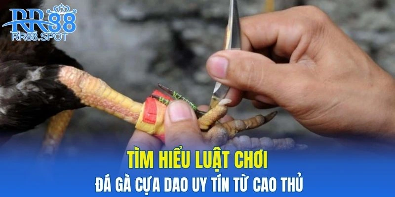 Tìm hiểu luật chơi đá gà cựa dao uy tín từ cao thủ
