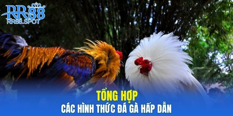 Tổng hợp các hình thức đá gà hấp dẫn tại nhà cái